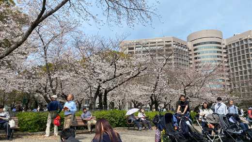 満開の桜