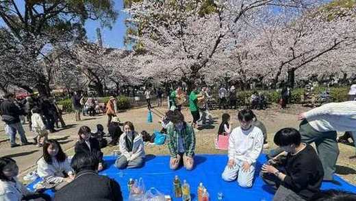 鶴舞公園でのお花見の様子